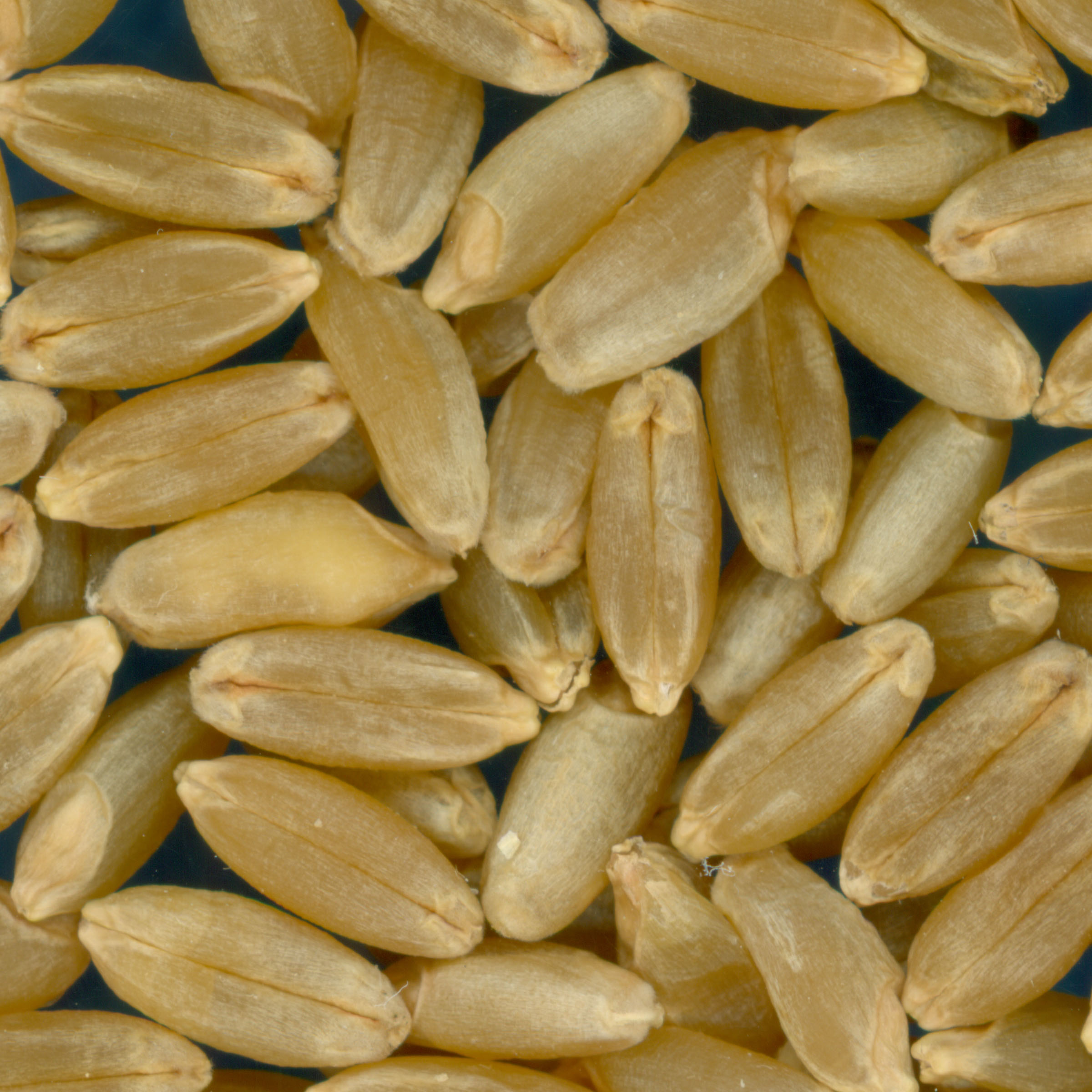 Click for 3 image(s) for this accession. KERNELS